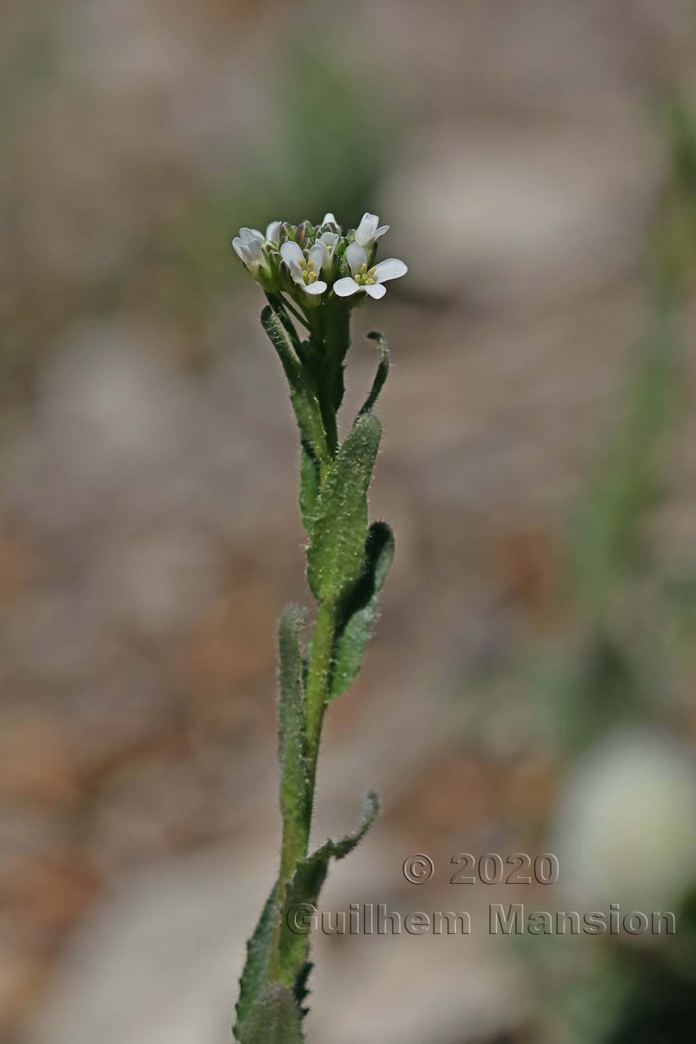 Arabis hirsuta