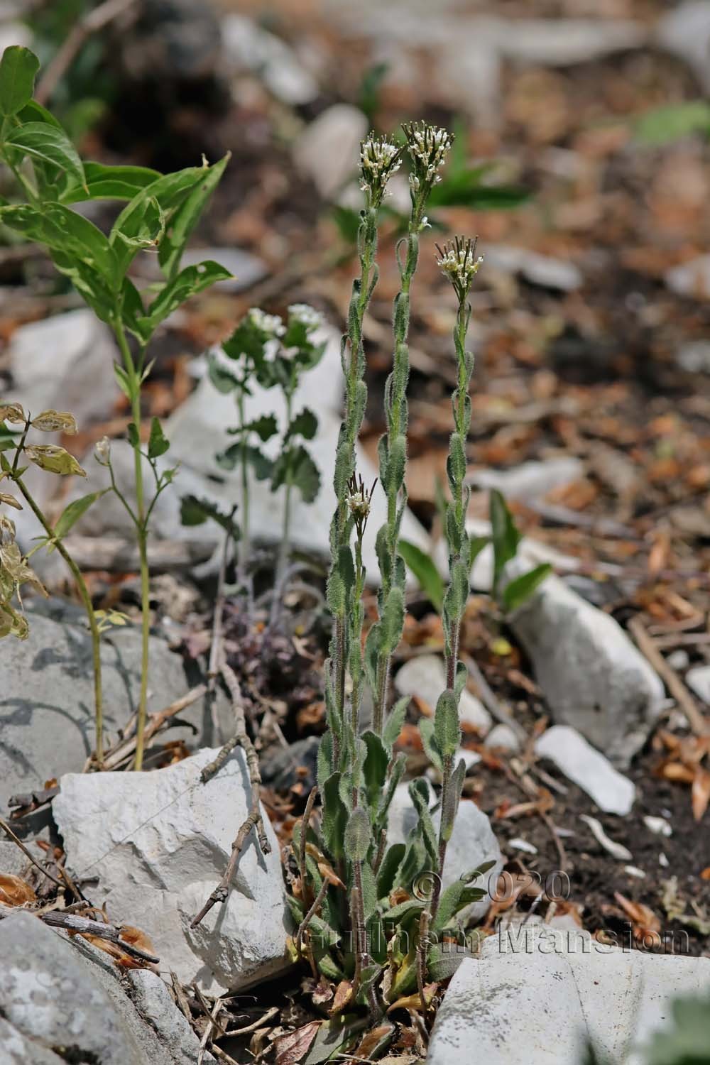 Arabis hirsuta