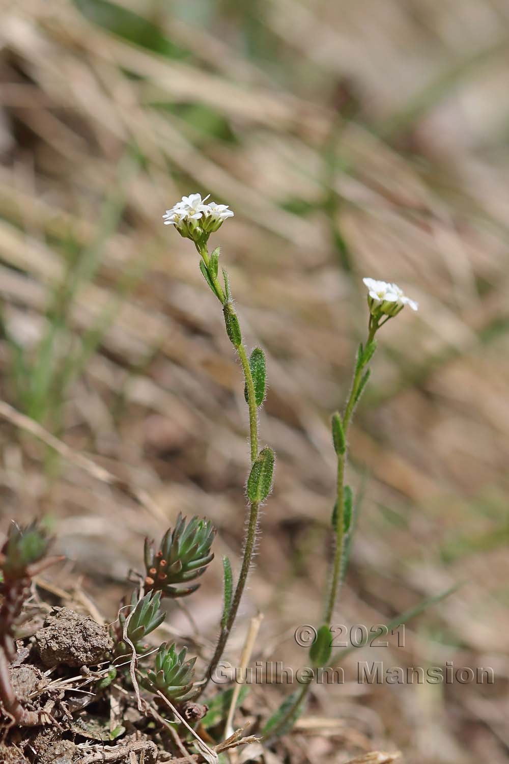 Arabis hirsuta