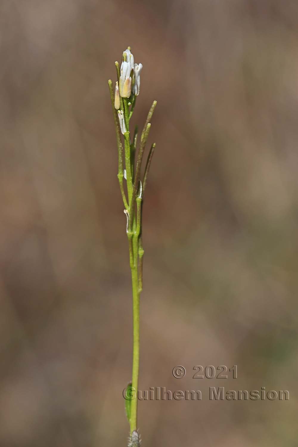 Arabis hirsuta