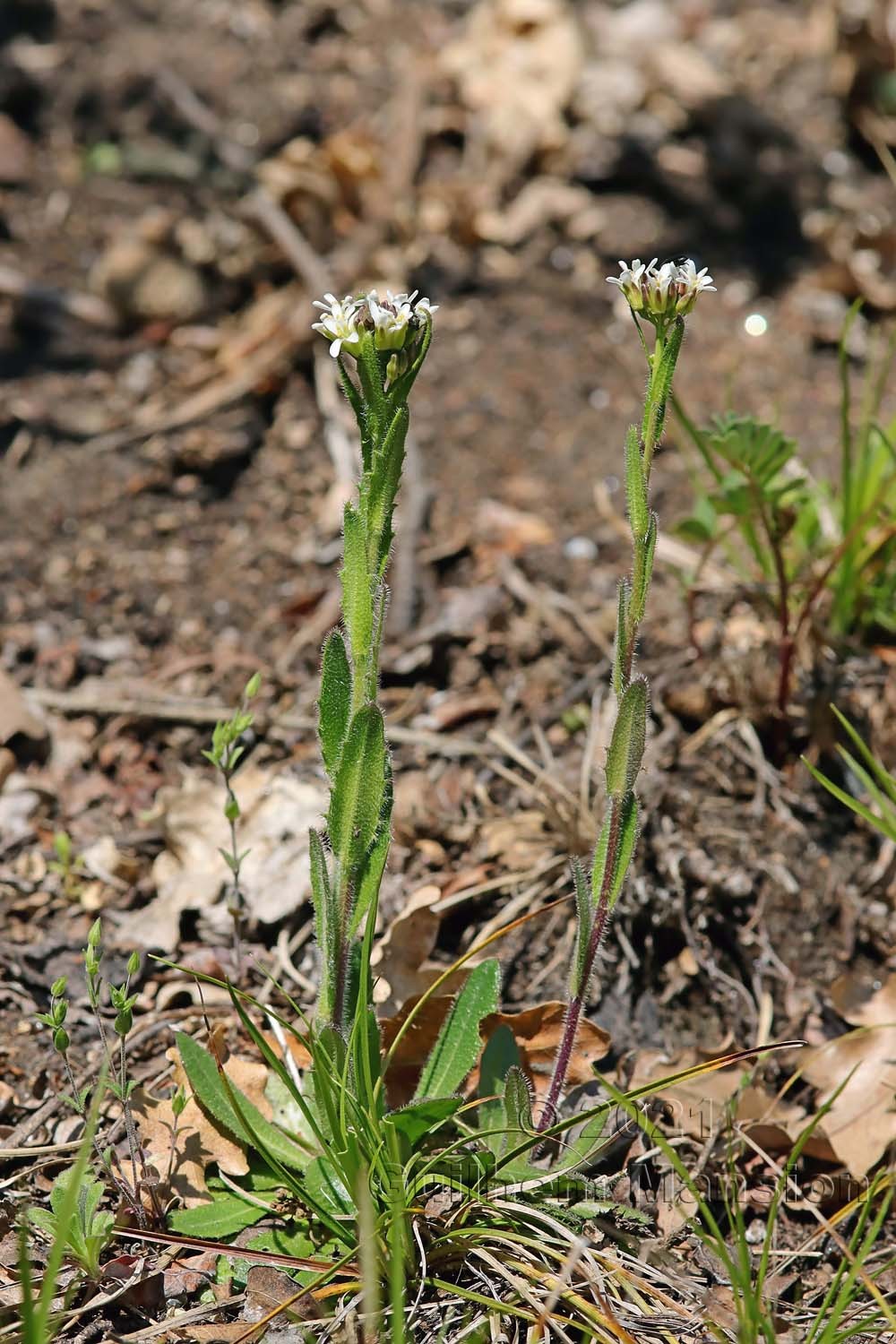 Arabis hirsuta