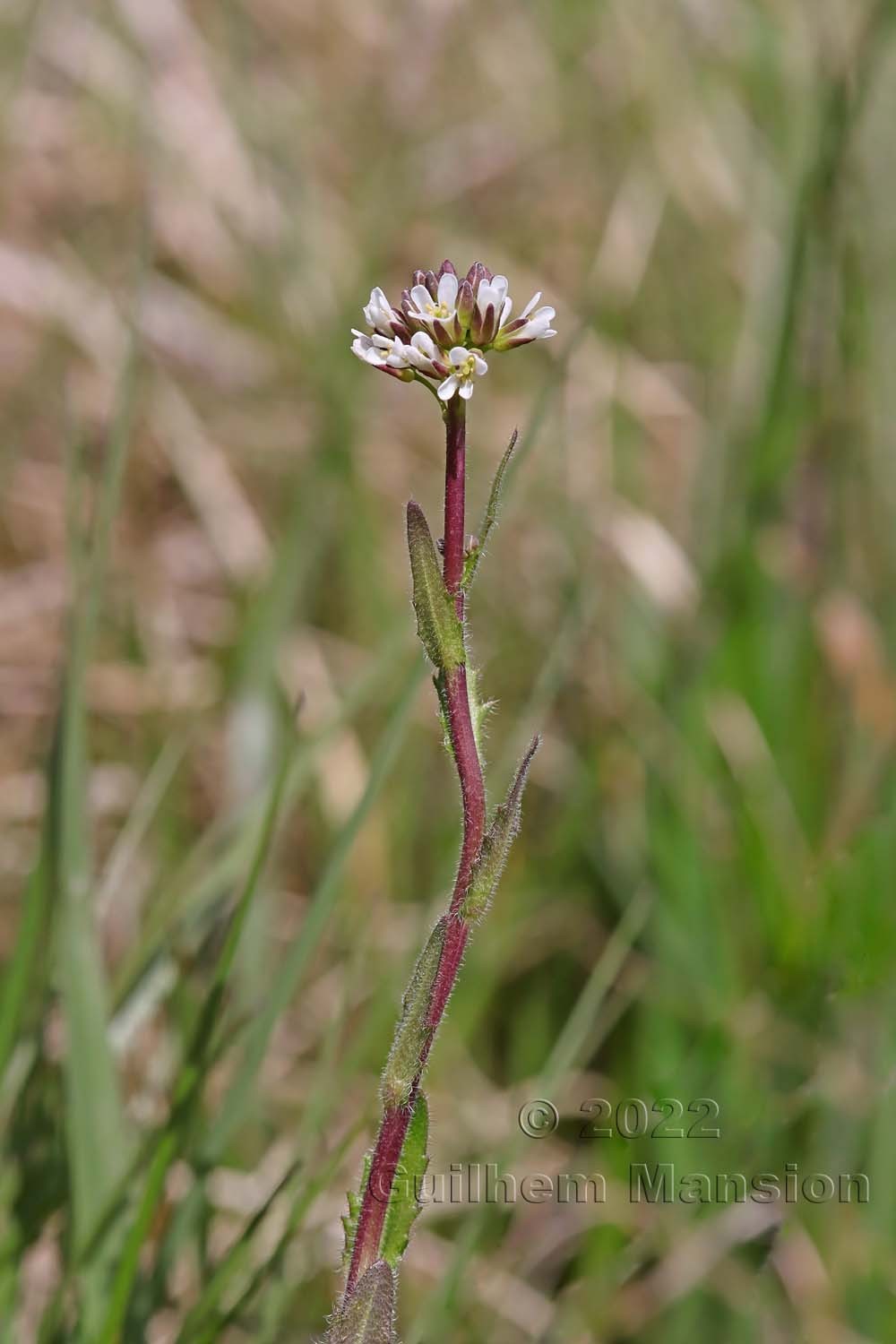 Arabis hirsuta