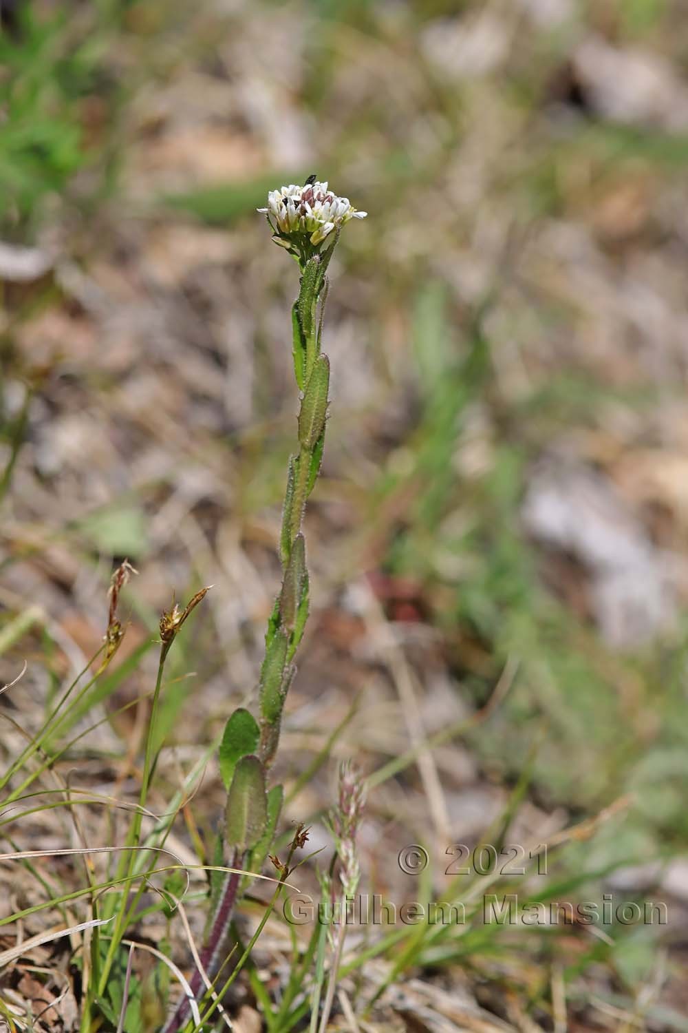 Arabis hirsuta