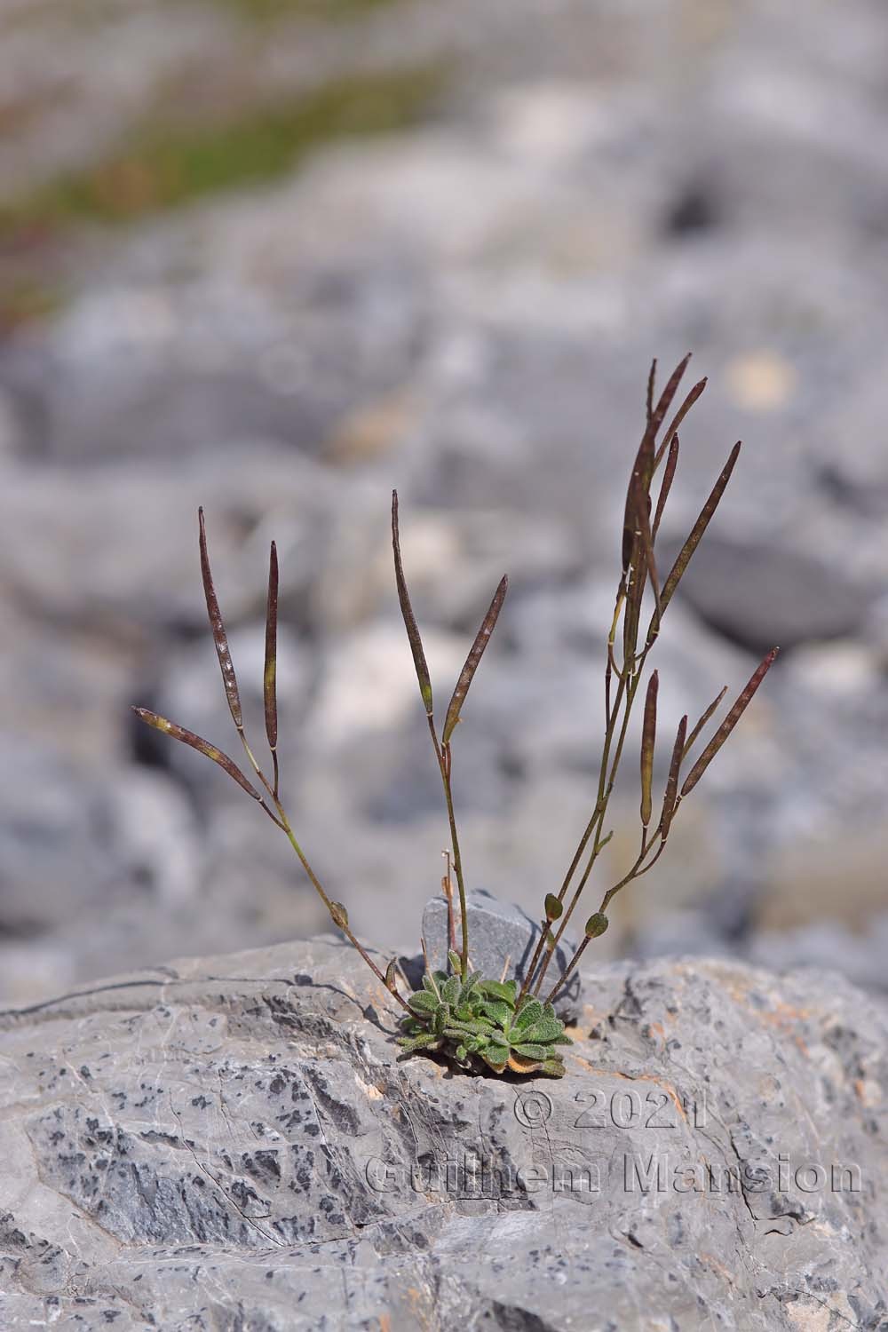 Arabis stellulata