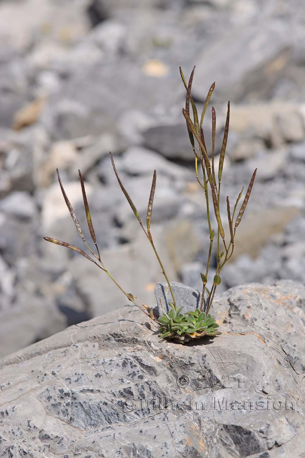 Arabis stellulata