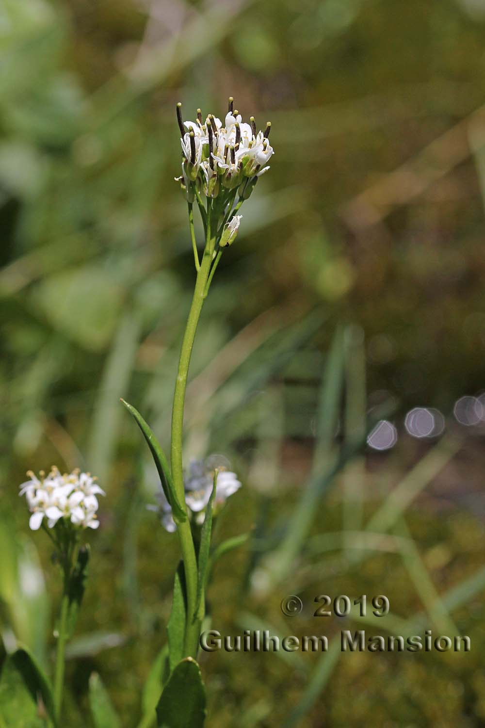 Arabis subcoriacea