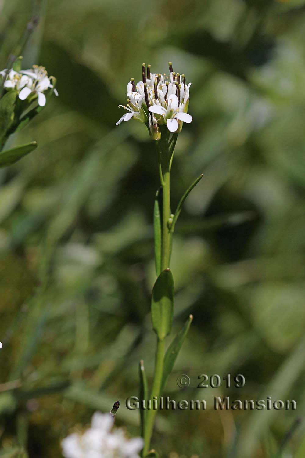 Arabis subcoriacea