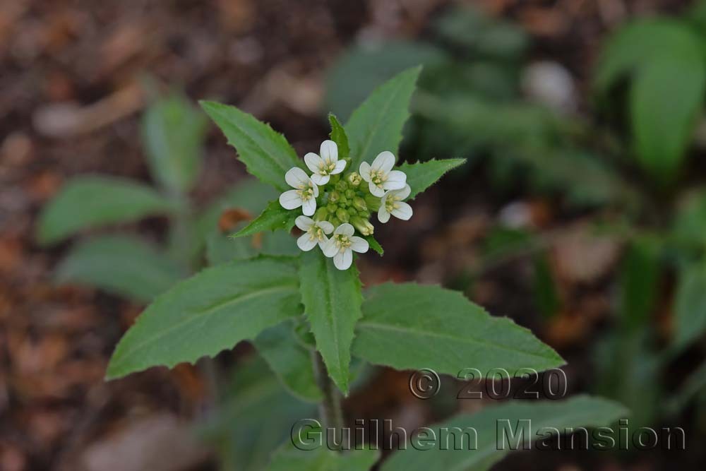 Pseudoturritis [Arabis] turrita