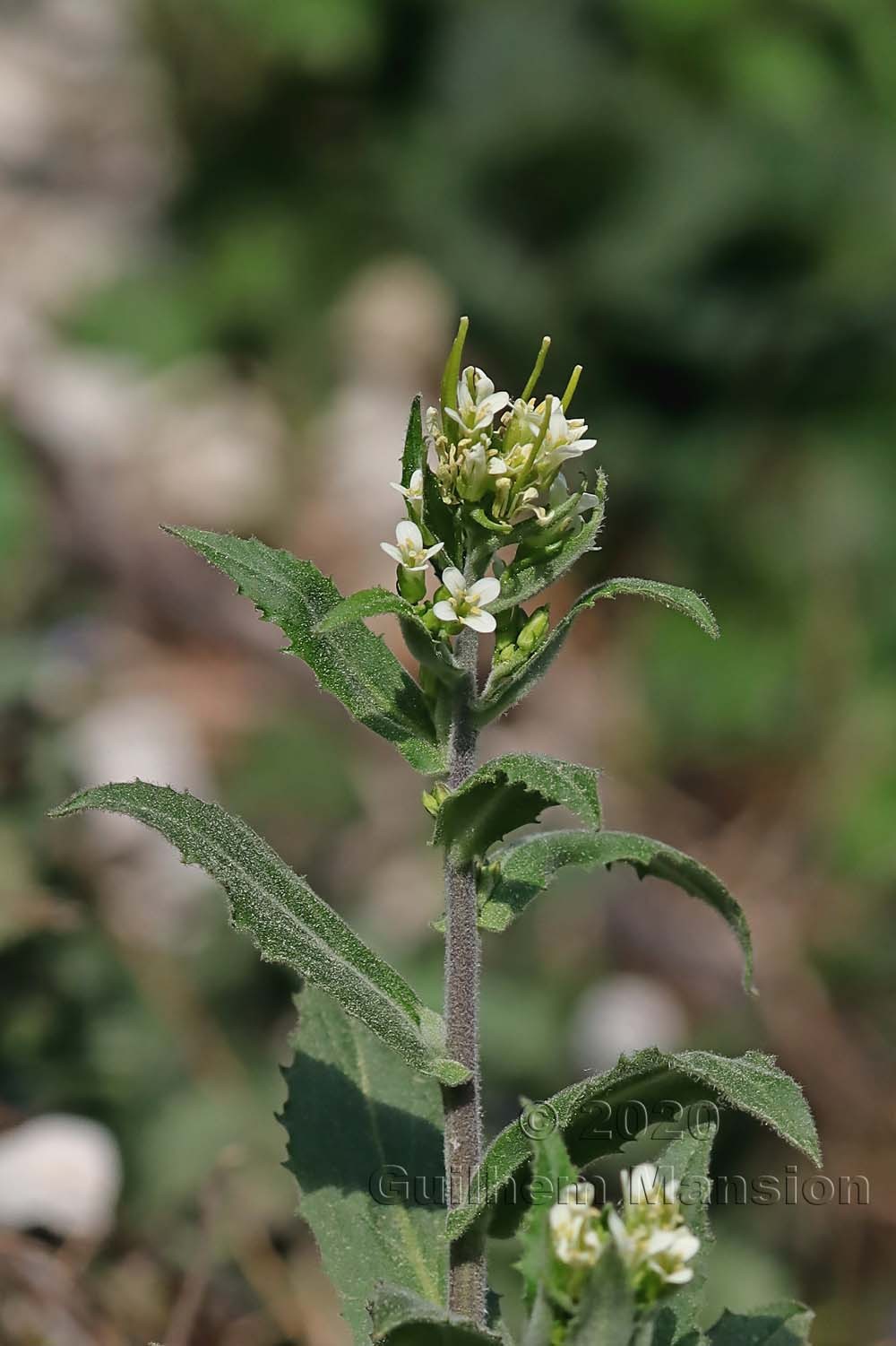 Pseudoturritis [Arabis] turrita