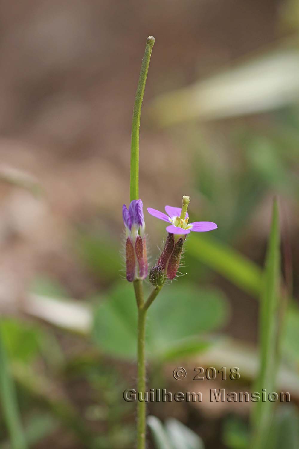 Arabis verna