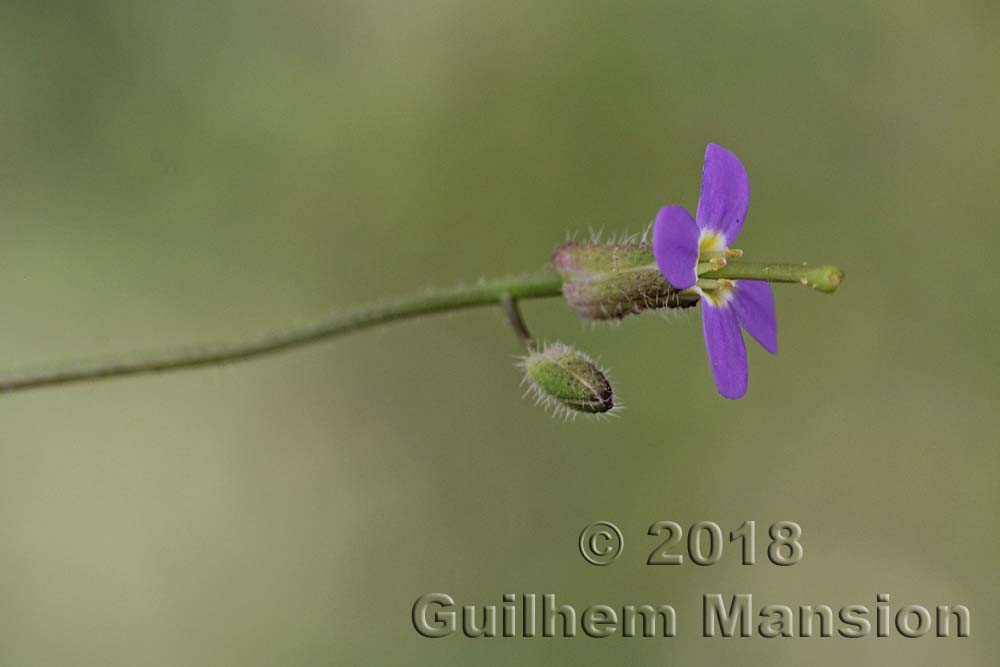 Arabis verna