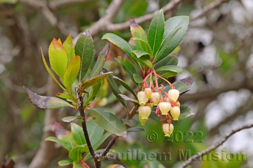 Arbutus unedo