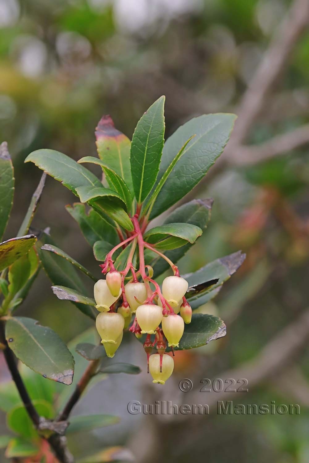 Arbutus unedo