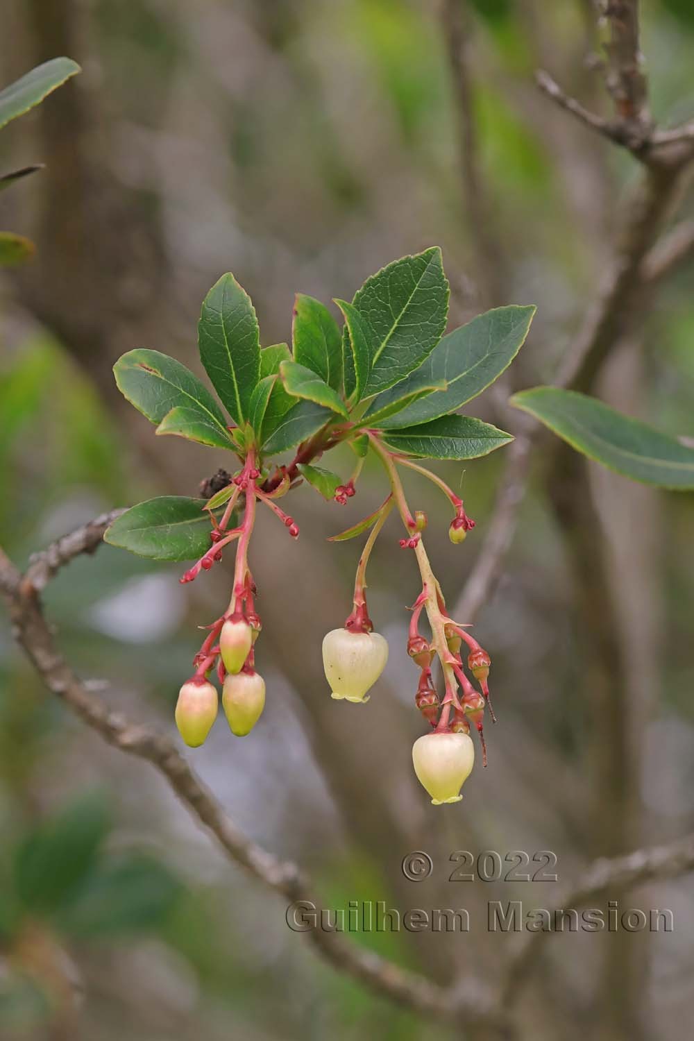 Arbutus unedo