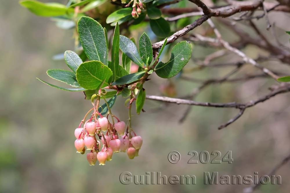 Arbutus unedo