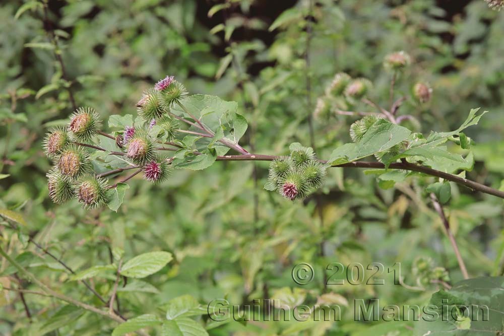 Arctium lappa