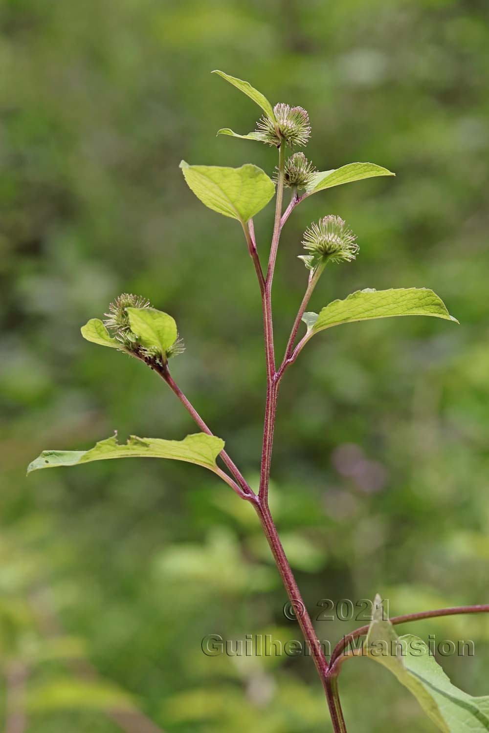 Arctium minus