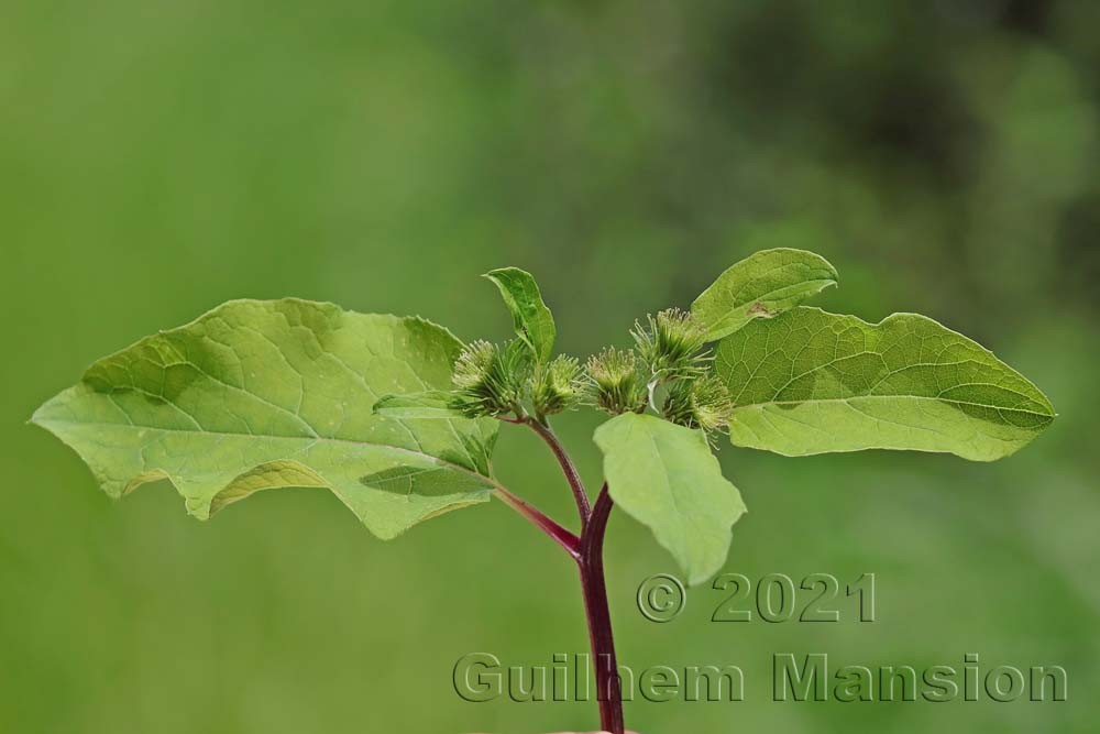 Arctium minus