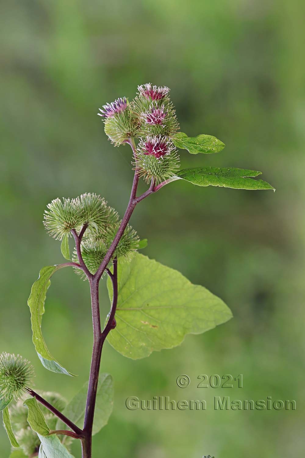 Arctium minus