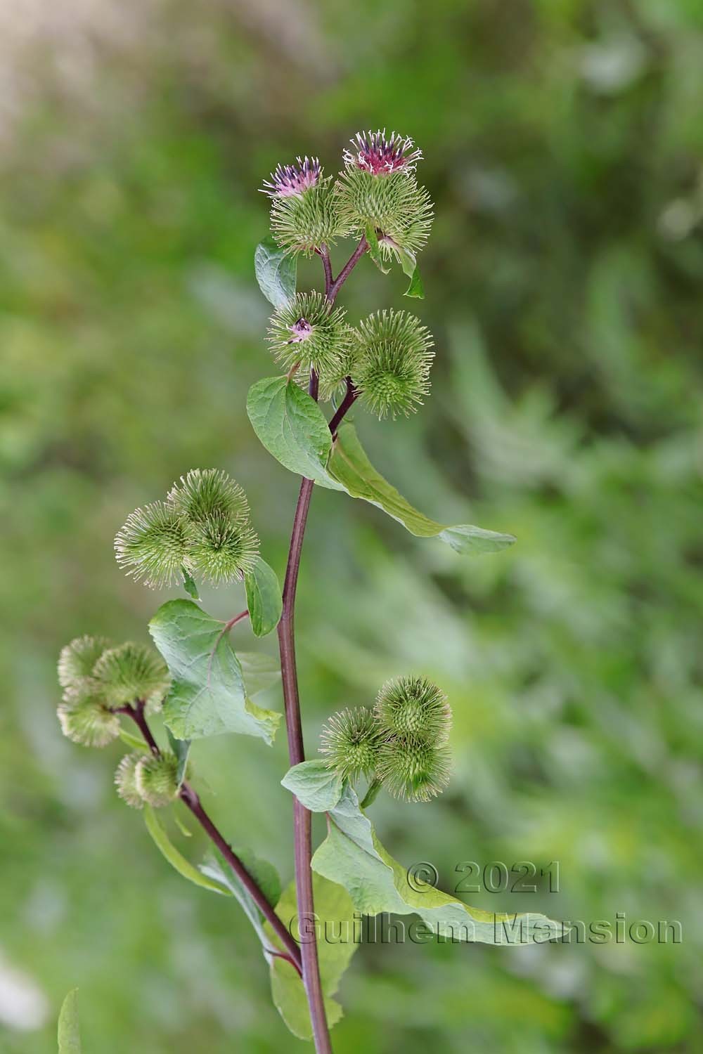 Arctium minus