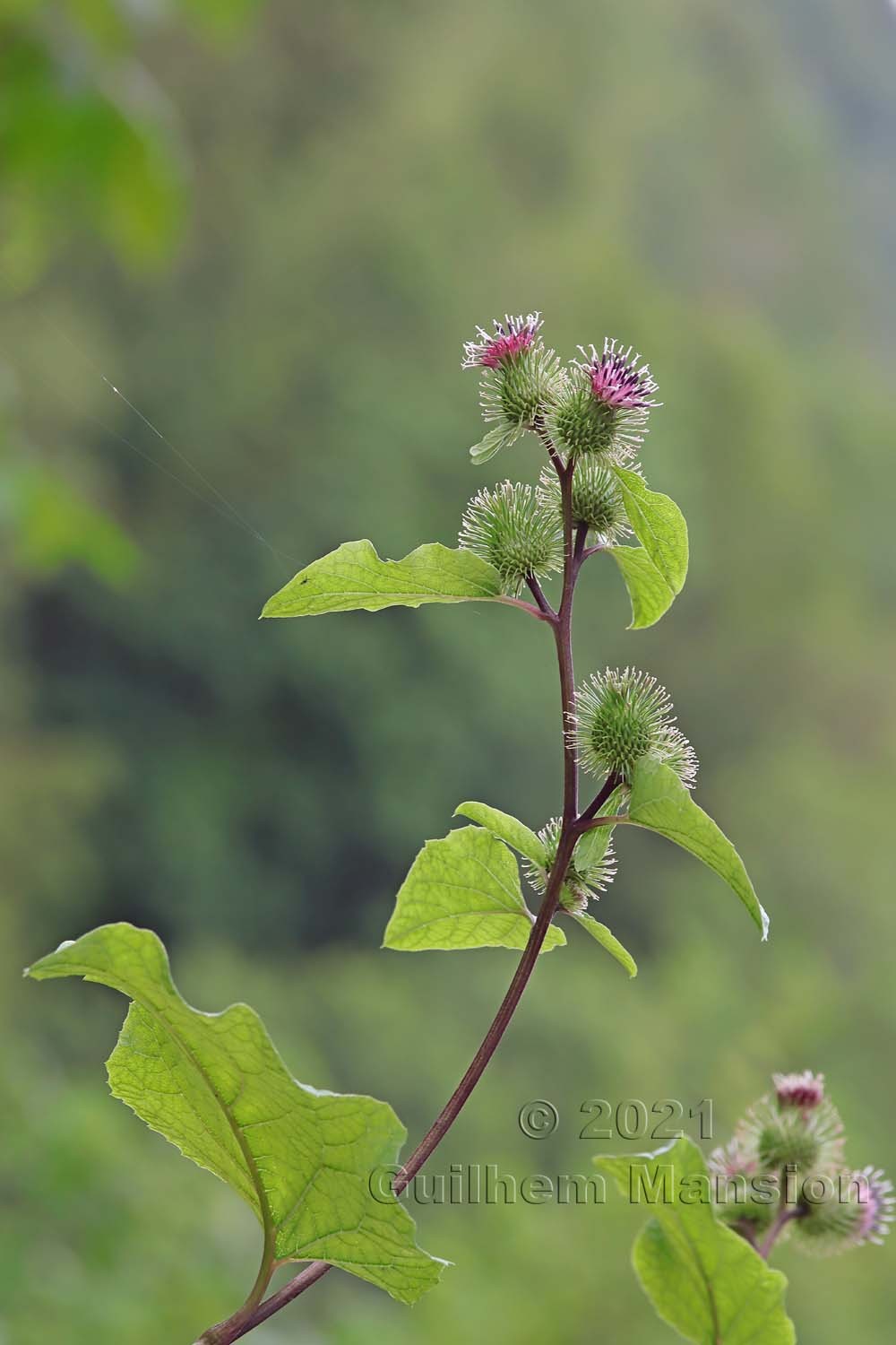 Arctium minus