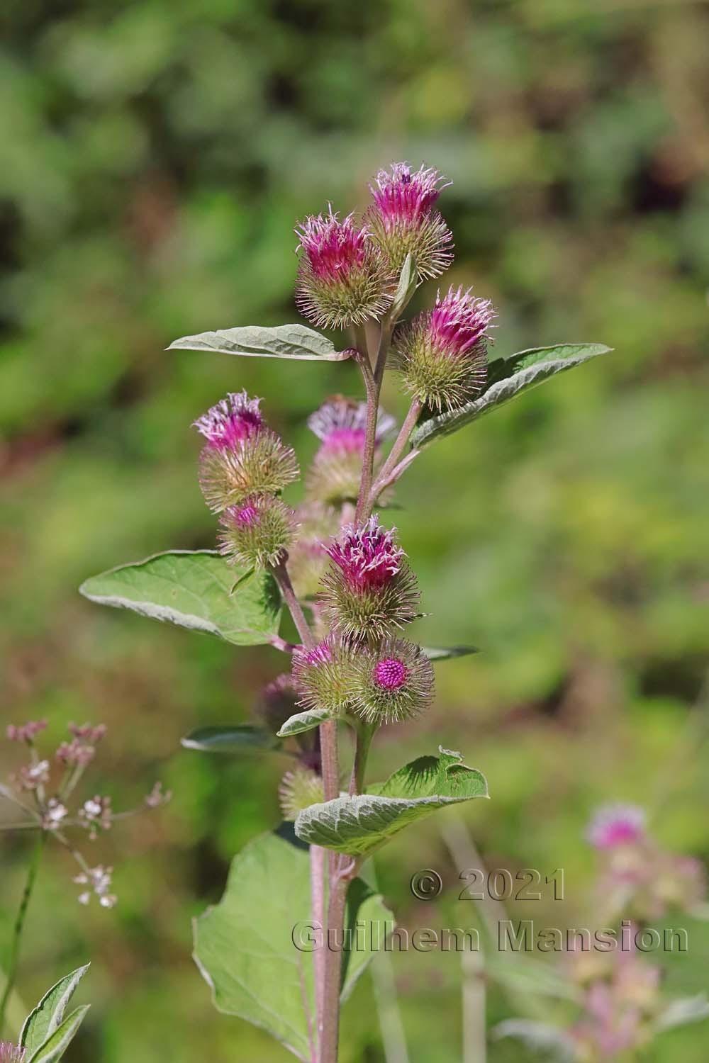 Arctium minus