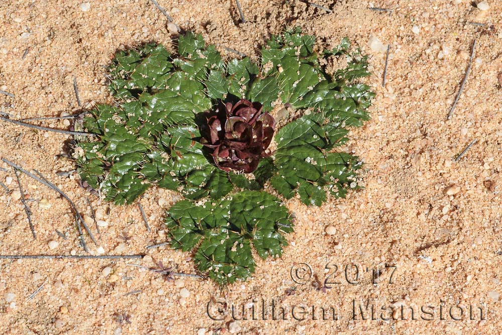 Arctopus echinatus