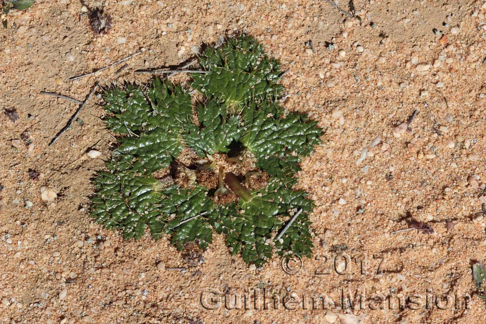 Arctopus echinatus