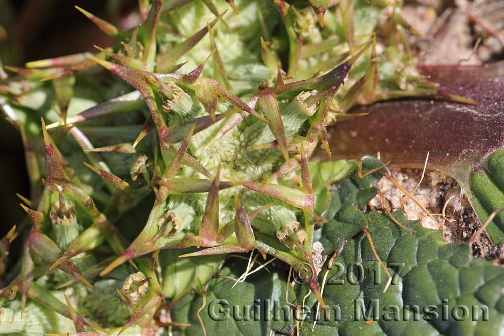 Arctopus echinatus