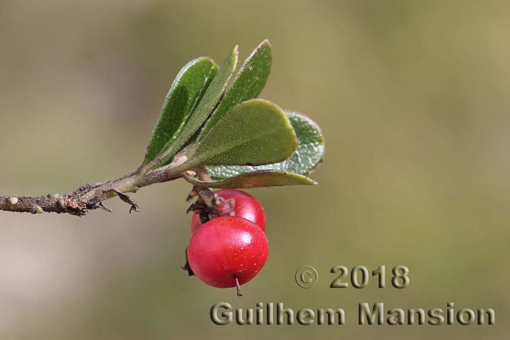 Arctostaphyllos uva-ursi