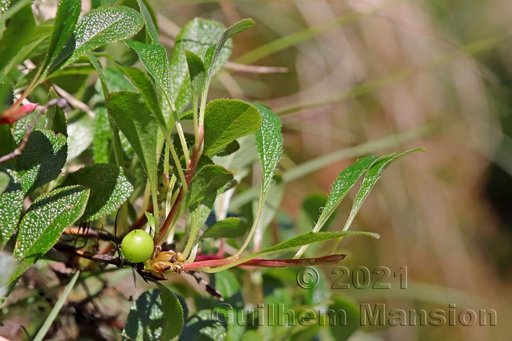 Arctostaphylos alpinus