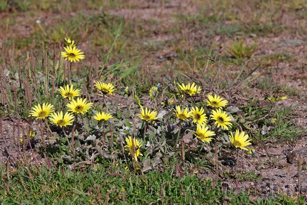 Arctotheca calendula