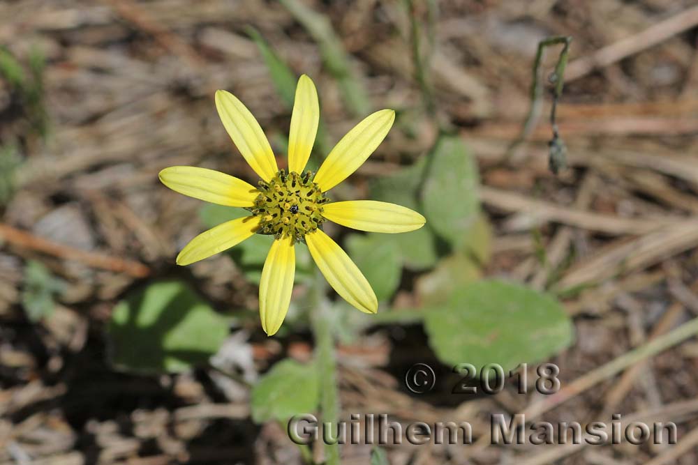 Arctotheca calendula