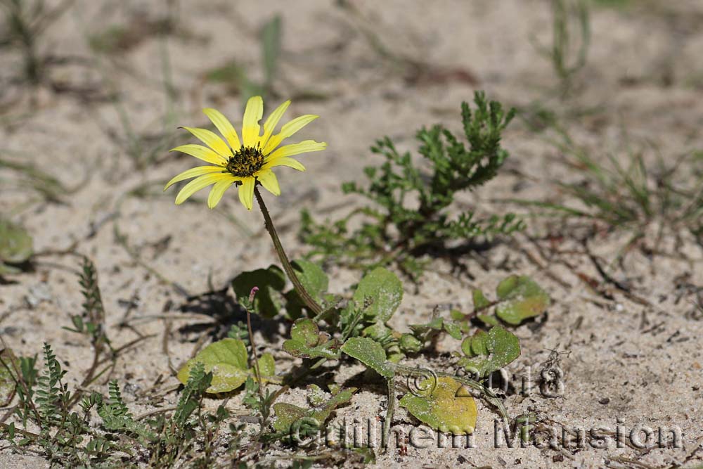 Arctotheca calendula