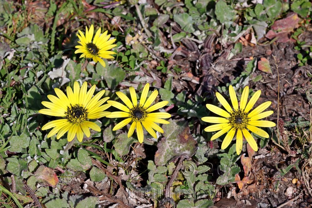 Arctotheca calendula