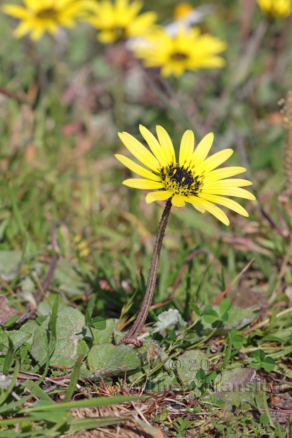 Arctotheca calendula