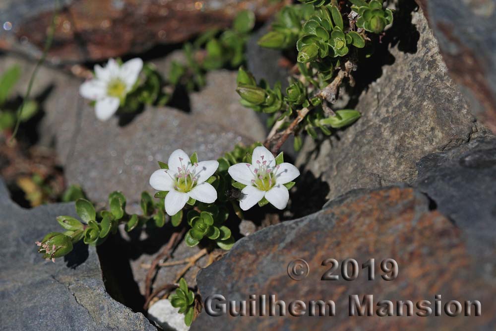 Arenaria biflora