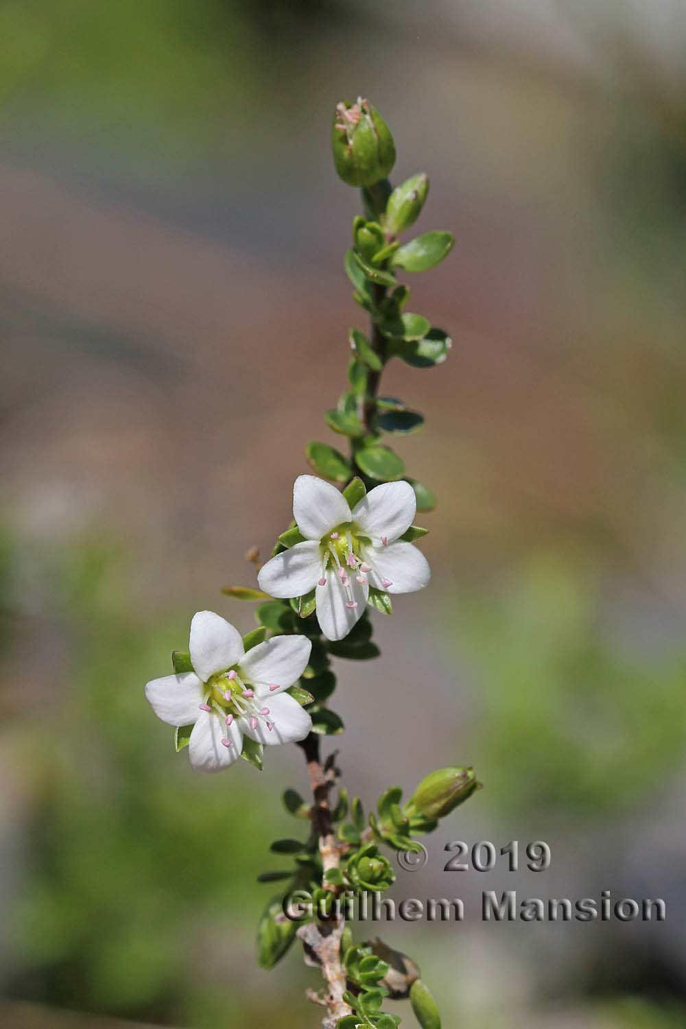 Arenaria biflora