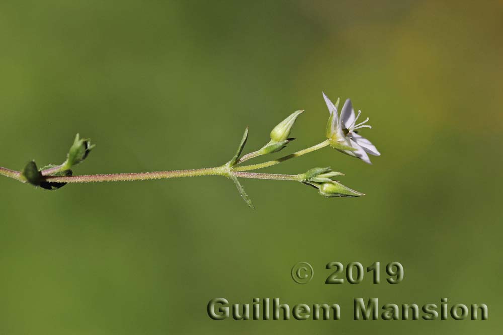 Arenaria ciliata