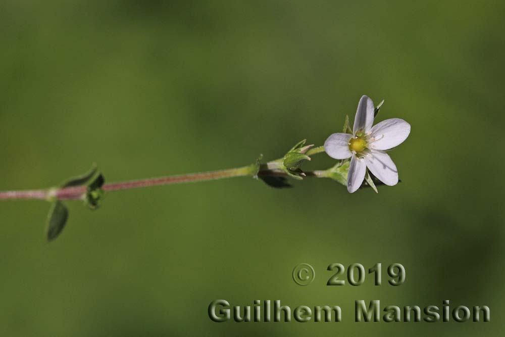 Arenaria ciliata