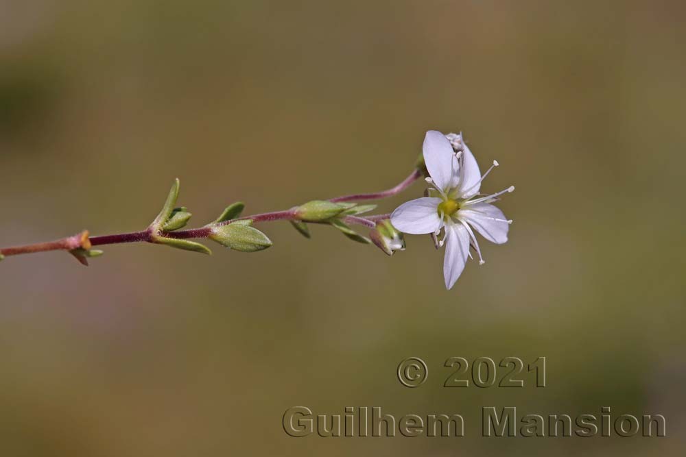 Arenaria ciliata