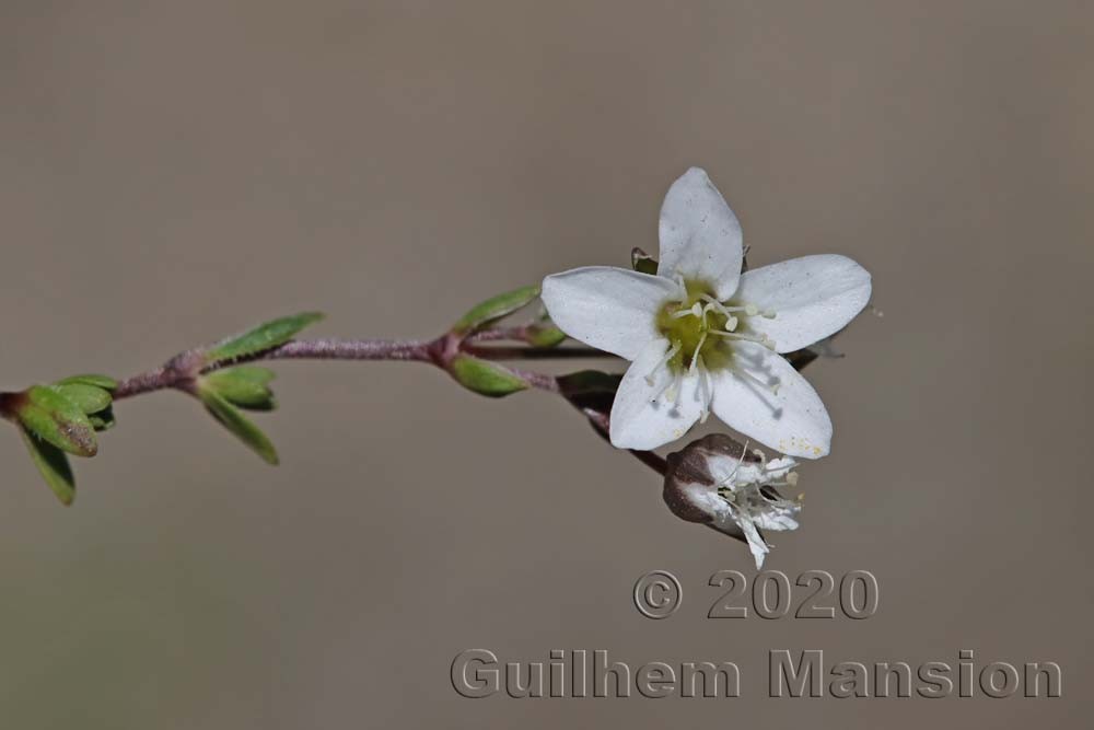 Arenaria ciliata