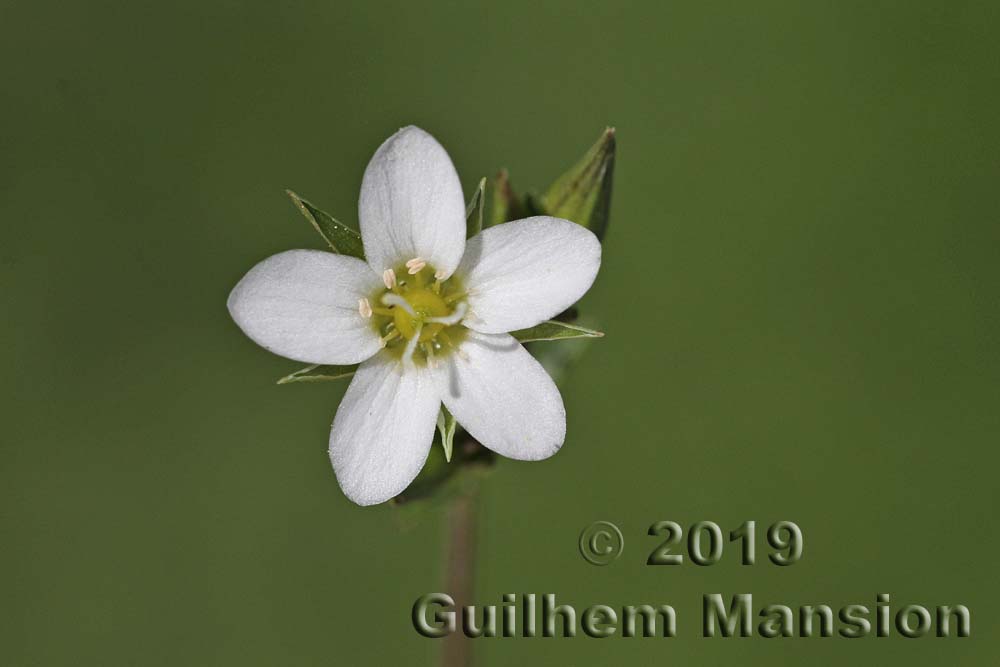 Arenaria ciliata