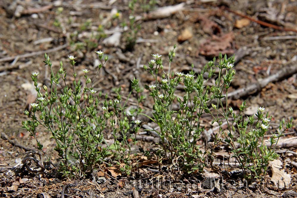 Arenaria serphyllifolia