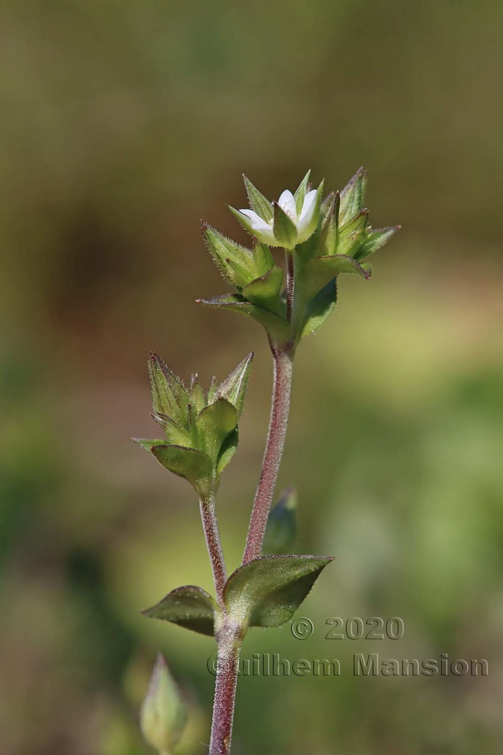 Arenaria serpyllifolia