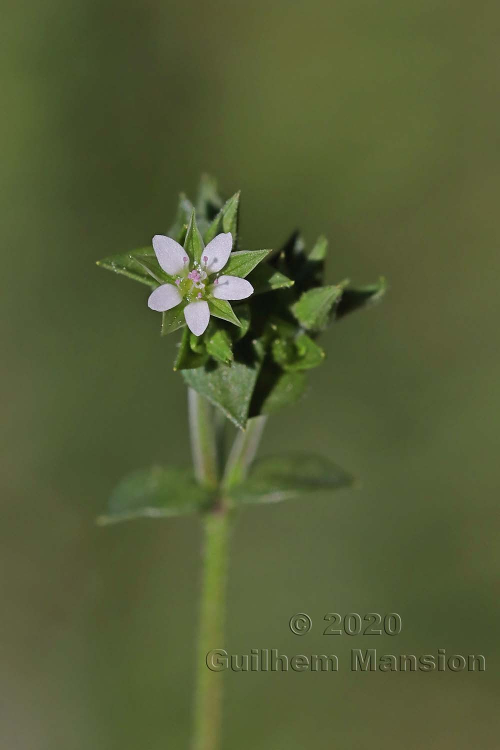 Arenaria serpyllifolia