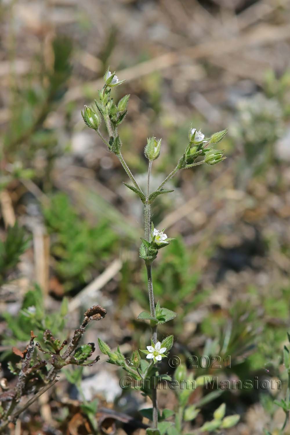 Arenaria serpyllifolia