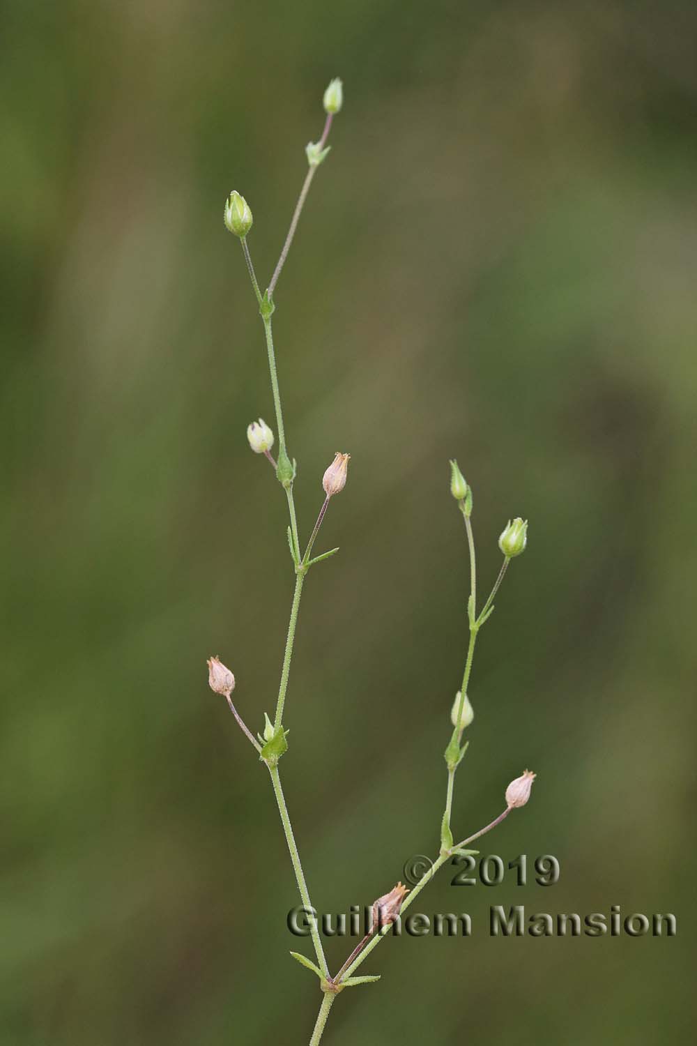 Arenaria serpyllifolia