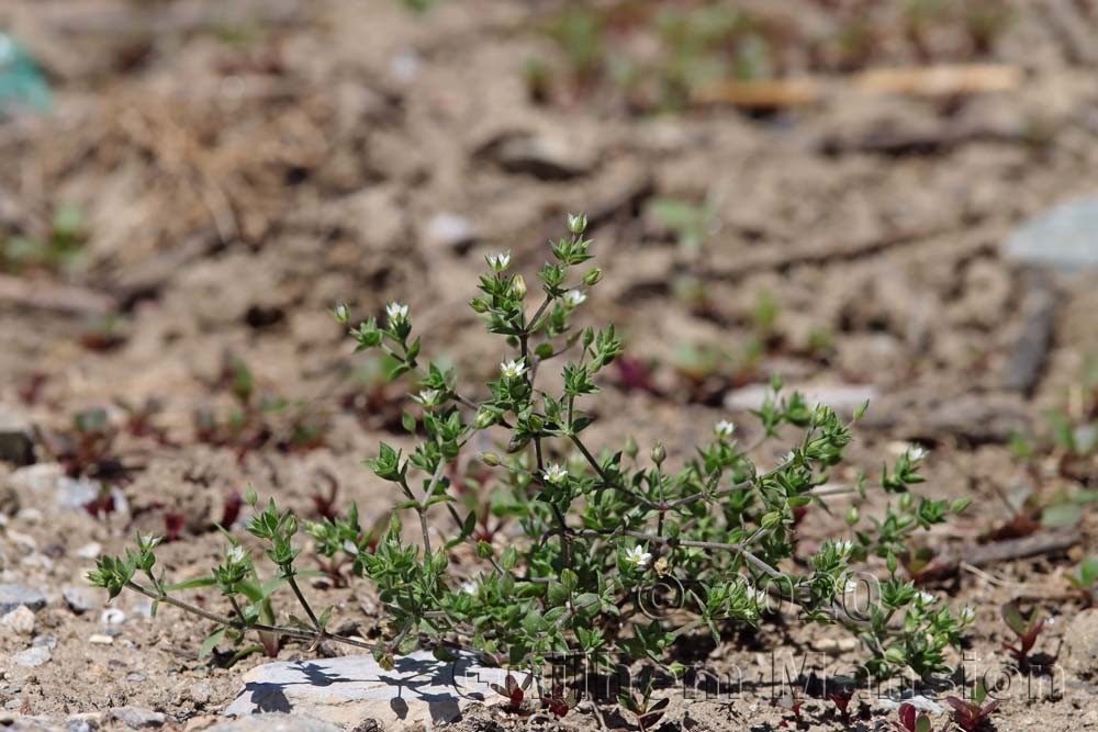 Arenaria serpyllifolia