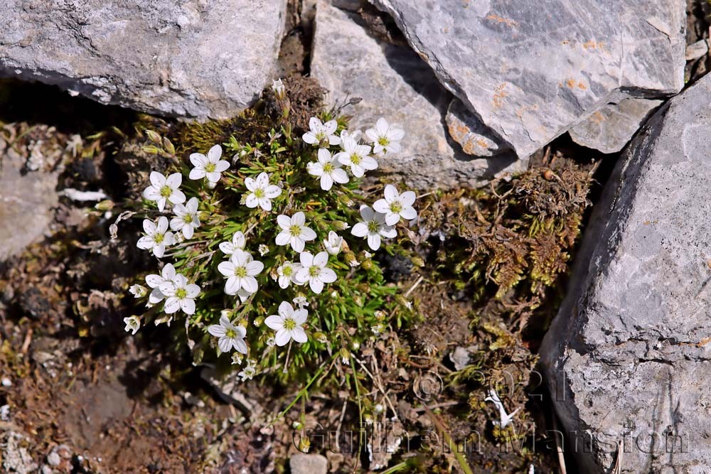 Areneria ciliata